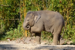 süßes Elefantenbaby